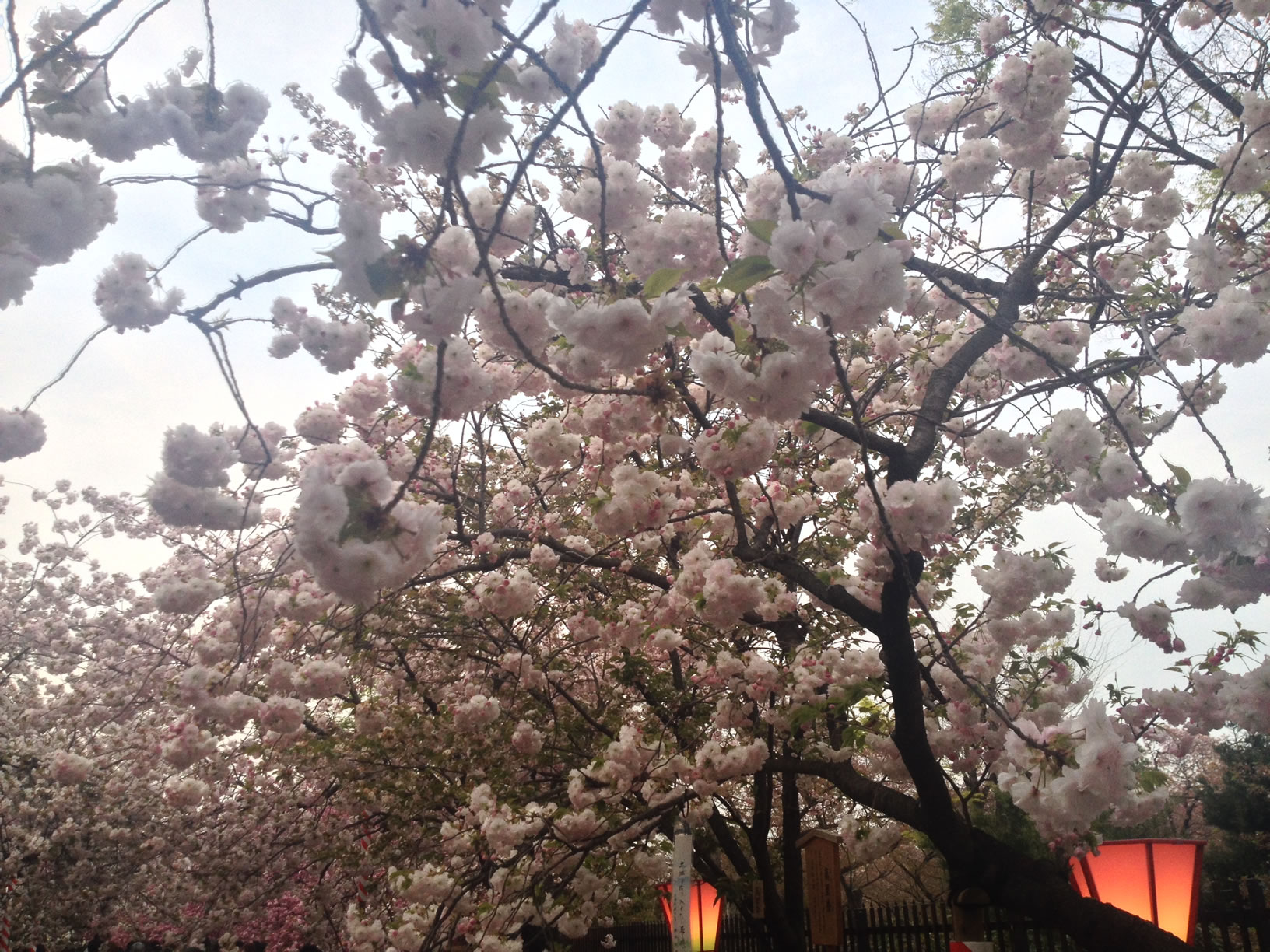 2014年の造幣局桜の通り抜け19 2014年の造幣局桜の通り抜け19